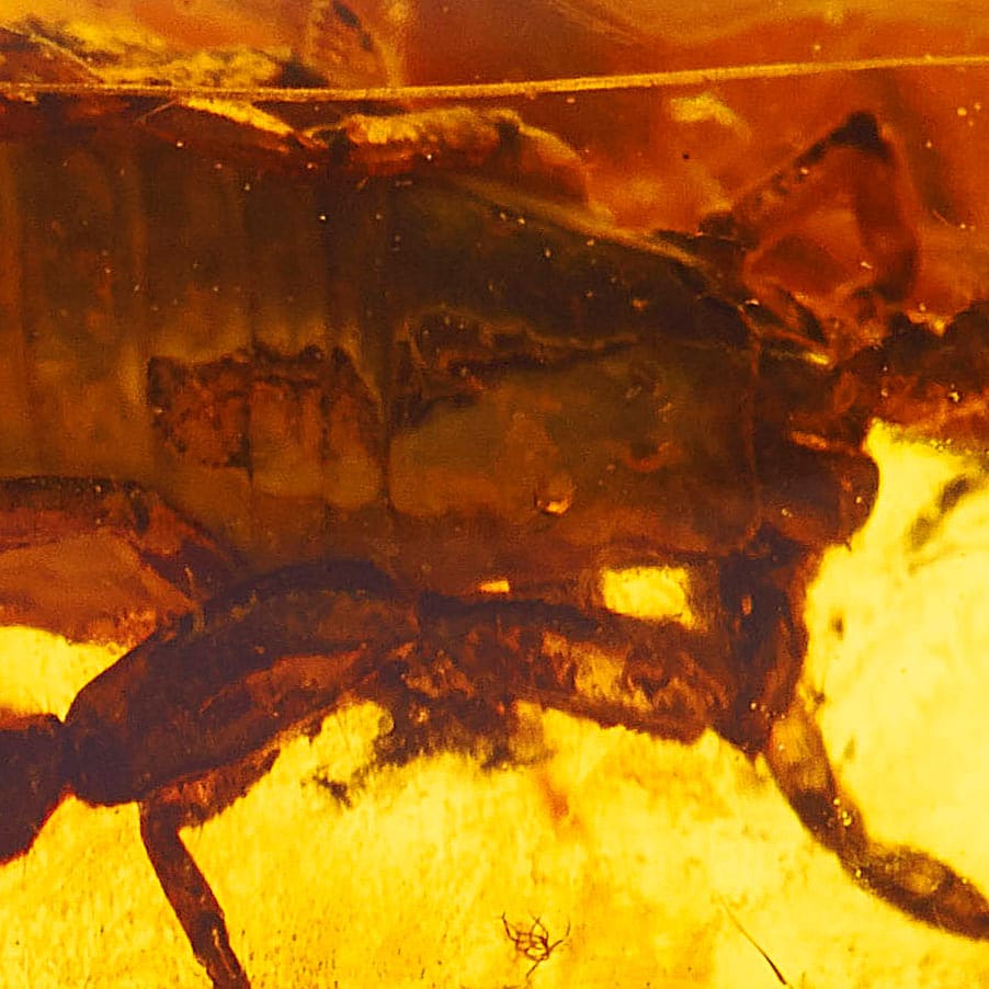 Inkluse Skorpion, Ansicht 3 von 3